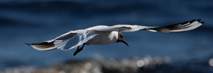 DSC_0432-NEF_DxO_DeepPRIME