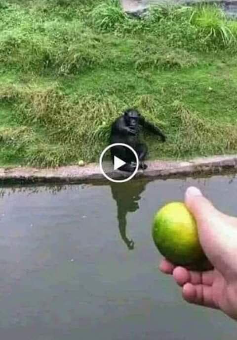 apa